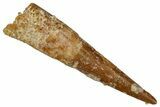 Fossil Pterosaur (Siroccopteryx) Tooth - Morocco #274275-1